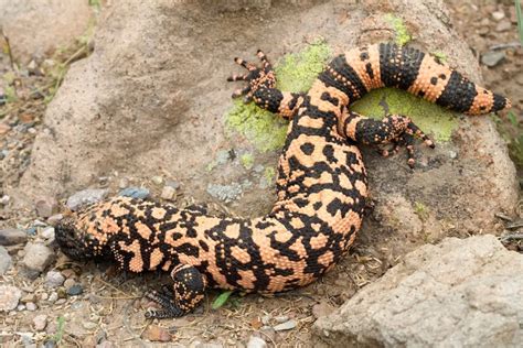 The Deadly Yellow Spotted Lizards Of Holes