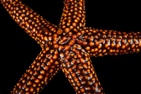 Orange Starfish Gulf Specimen Marine Lab