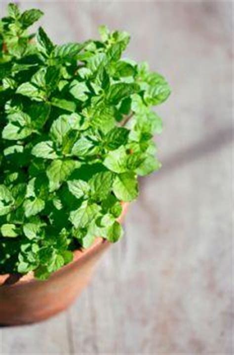Both peppermint leaves and the essential oil from peppermint have been used for health purposes. History of Peppermint | LoveToKnow