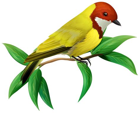 A Colourful Bird On White Background 301669 Vector Art At Vecteezy