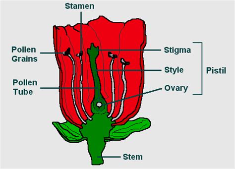 Parts Of A Flower Stamen Pistil Fertilization Pollination