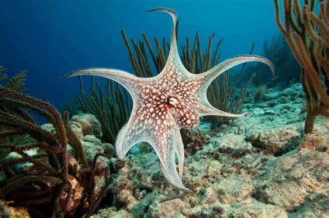 11 Amazing Octopus Species