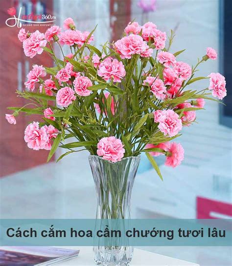 Rất Hay Chia Sẻ Kinh Nghiệm 5 Cách Cắm Hoa Cẩm Chướng để Bàn đơn