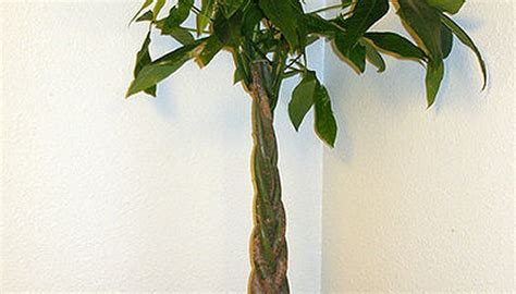 Check spelling or type a new query. Caring for a Braided Money Tree Plant | Garden Guides