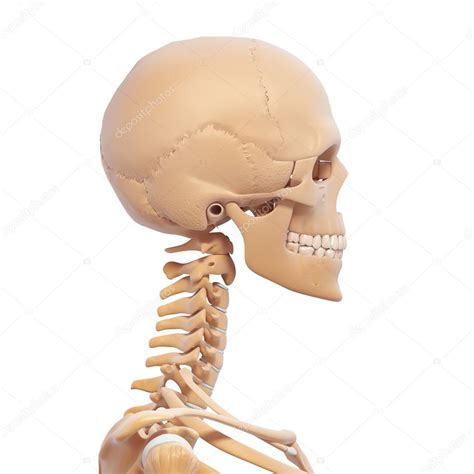 Skeleton Anterior View