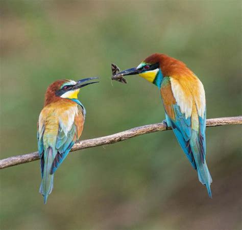 25 Pairs Of Lovers Of Birds That Will Melt Even The Coldest Heart Love