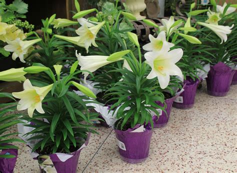 Easter Lilies And Garden Lilies