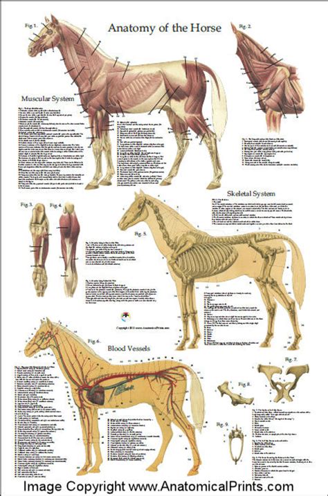 Equine Muscular Anatomy