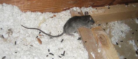 Dots per linear inch (dpi) is a typical method that can ascertain the sensitivity of the mouse. Attic Excursion - Checking for Pests - deBugged