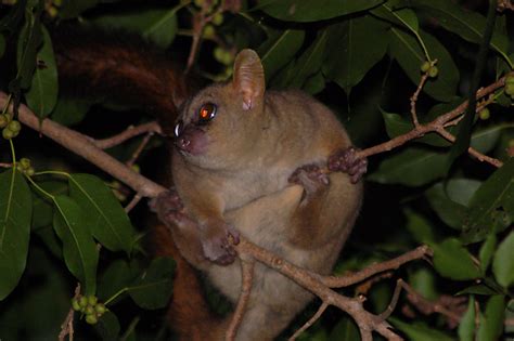 New Population Of Rare Giant Mouse Lemurs Found In Madagascar Wwf