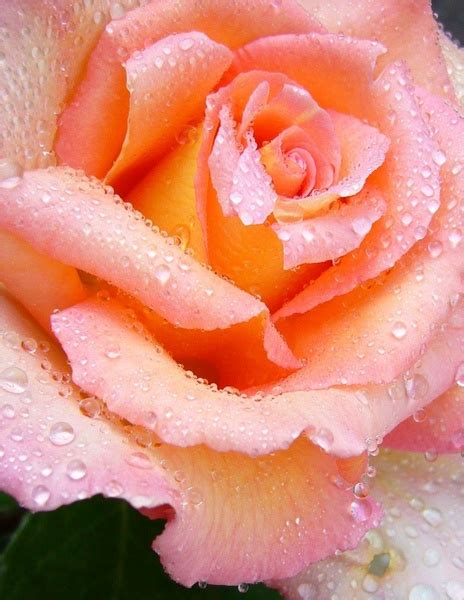 Rose Pink Macro Free Stock Photos In Jpeg  1235x1596 Format For