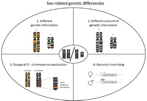 Representation Of The Main Genetic Differences In Mammalian Sex