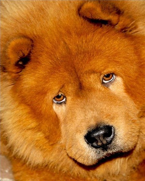 12 Reasons Why You Should Never Own Chow Chows