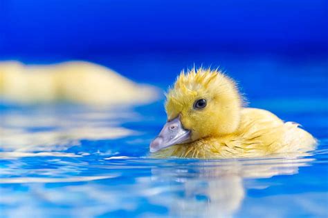 8 Easy Tips To Keep Ducks Out Of Your Swimming Pool Pest Pointers