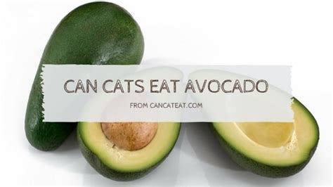 By joel marino february 1, 2019. 10 Things About Can Cats Eat Avocados | Why It Is Safe For ...