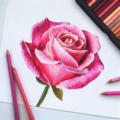 21 Rose Colour Pencil Drawing Hasnaharmaya