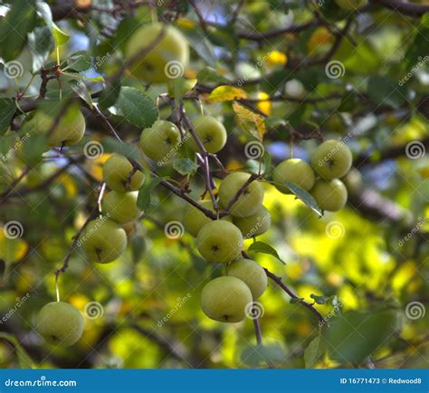 Crab Apples Hang From A Lush Green Tree Stock Image