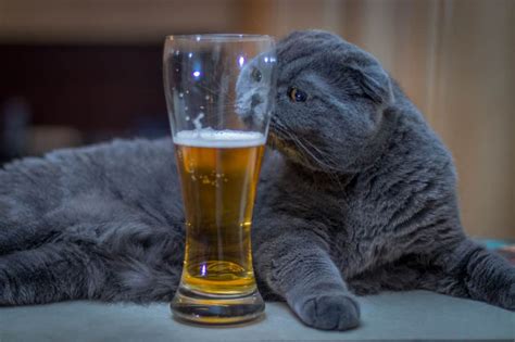 Can Cats Drink Alcohol Cat Attitudes