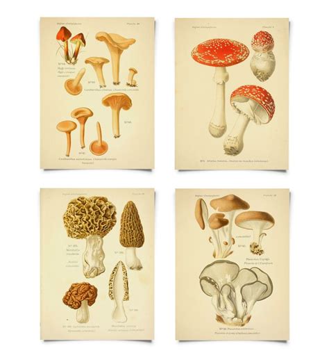 Mushroom Print Set Botanical Champignons French Fungi Charts Set Of 4