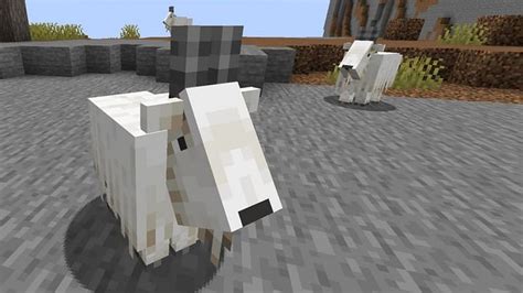 Screaming Goats In Minecraft Everything You Need To Know