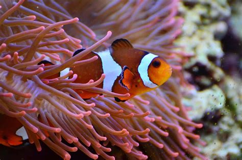 Top 17 Clown Fish Facts Diet Habitat Types And More