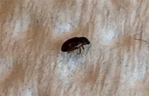 How To Get Rid Of Carpet Beetles Naturally Easy And Effective Methods
