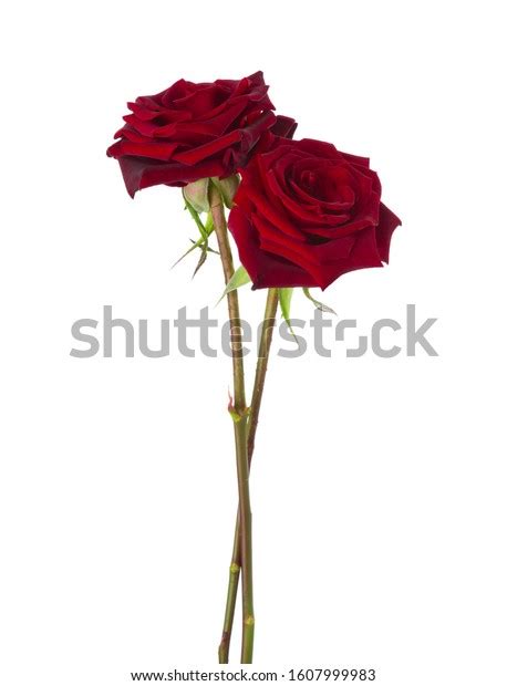 Two Dark Red Roses Isolated On Stock Photo 1607999983 Shutterstock