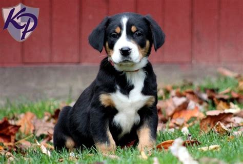 top  cutest dog breeds  listly list