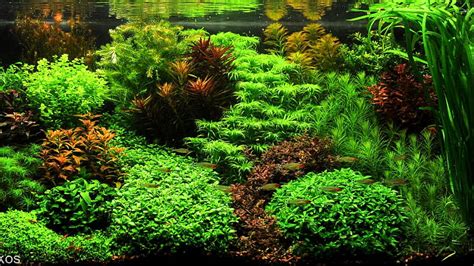 Nachdem wir euch im letzten video der reihe die beleuchtung gezeigt haben Dutch Aquascape - YouTube