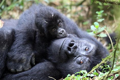 Gorila Características Tipos Qué Comen Dónde Viven