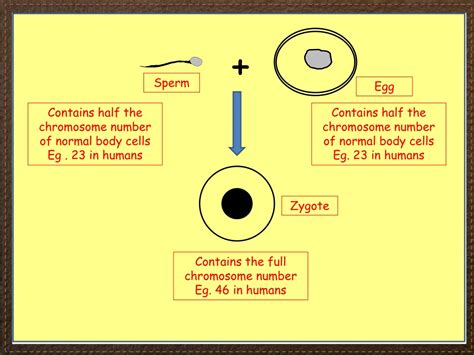 Ppt Igcse Biology Section 3 Lesson 3 Powerpoint Presentation Free Download Id 9557879