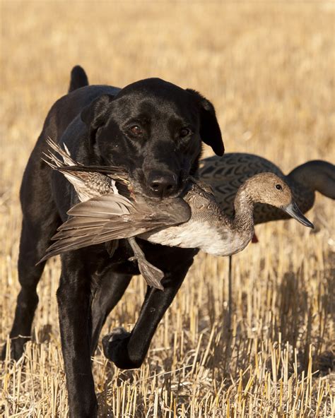 Top 99 Pictures Images Of Hunting Dogs Latest