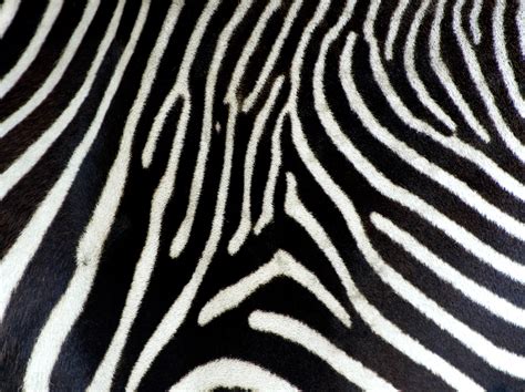 Zebra Print Wallpaper Hd
