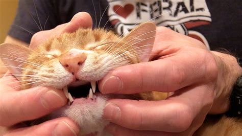 Congratulations on deciding to brush your cat's teeth! How To Brush Your Cat's Teeth - YouTube
