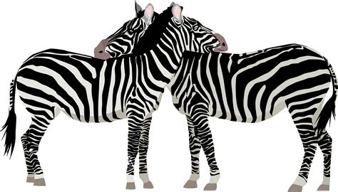 Zebras Africa Safari Free Vector Graphic On Pixabay