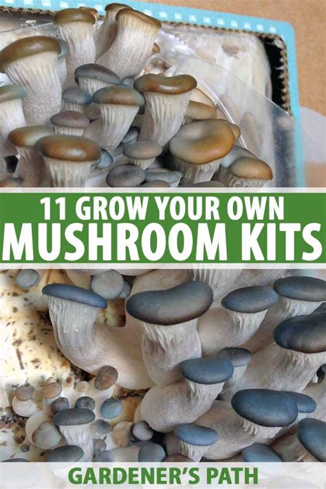 11 Of The Best Mushroom Kits To Grow Your Own Gardeners Path