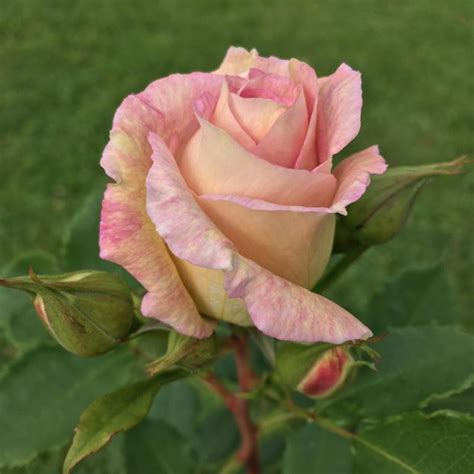 La rosa floribunda blue for you è una varietà che produce fiori di colore lilla e può essere coltivata anche in semiombra. Eyes for You (Floribunda Rose)