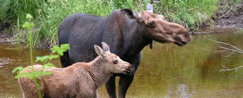 All About Moose The Wolves And Moose Of Isle Royale