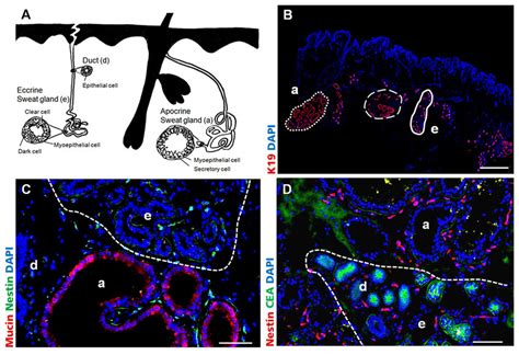 Localization Of Nestin Positive Cells In Human Sweat Glands Of Axillary