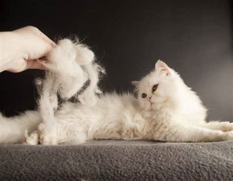 Cat Shedding Season How To Reduce Cat Shedding Stop Best Cat Food