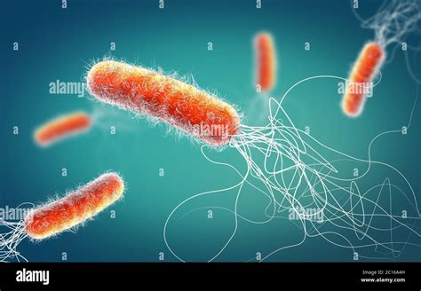 Pseudomonas Bacterium Hi Res Stock Photography And Images Alamy