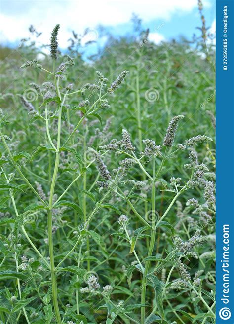 Mint Long Leaved Mentha Lonolia Grows In Nature Stock Image