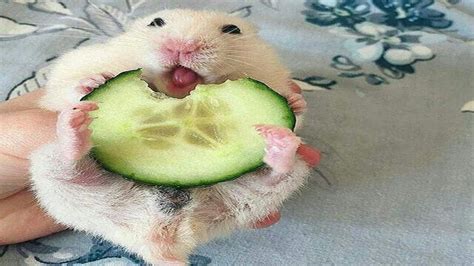 Funny Hamsters Cute And Funny Hamster Videos Compilation