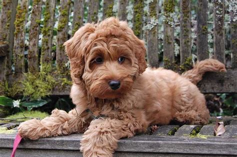 Australian Labradoodle What You Need To Know About This Breed