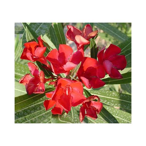 Nerium Oleander Petite Red Laurier Rose