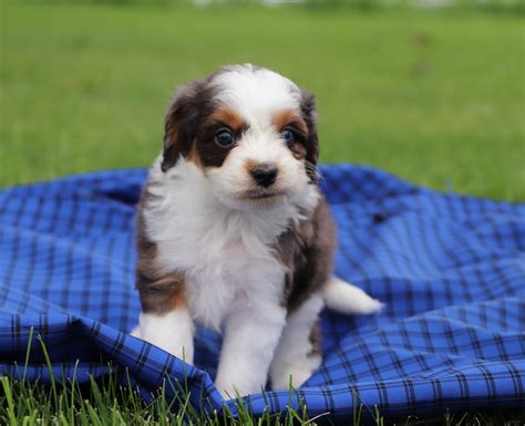 Aussiedoodle And Mini Aussiedoodle Pups For Sale