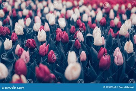 Tulips Beautiful Flowers In Spring Park Floral Background Vintage