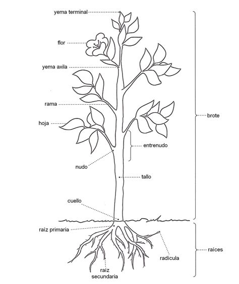 Diagrama De Un Plant Hot Sex Picture