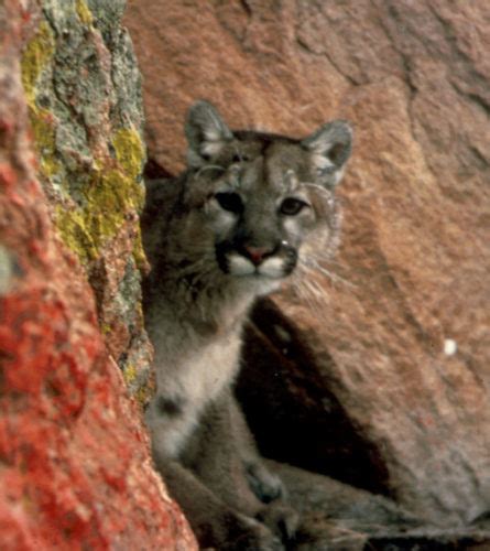 ‘always A Chance Feds Declare Eastern Cougar Extinct In Pennsylvania