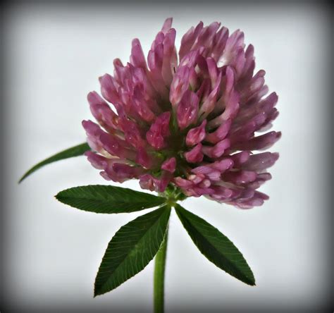 Red Clover July 7 Adjusted Wildfoods 4 Wildlife